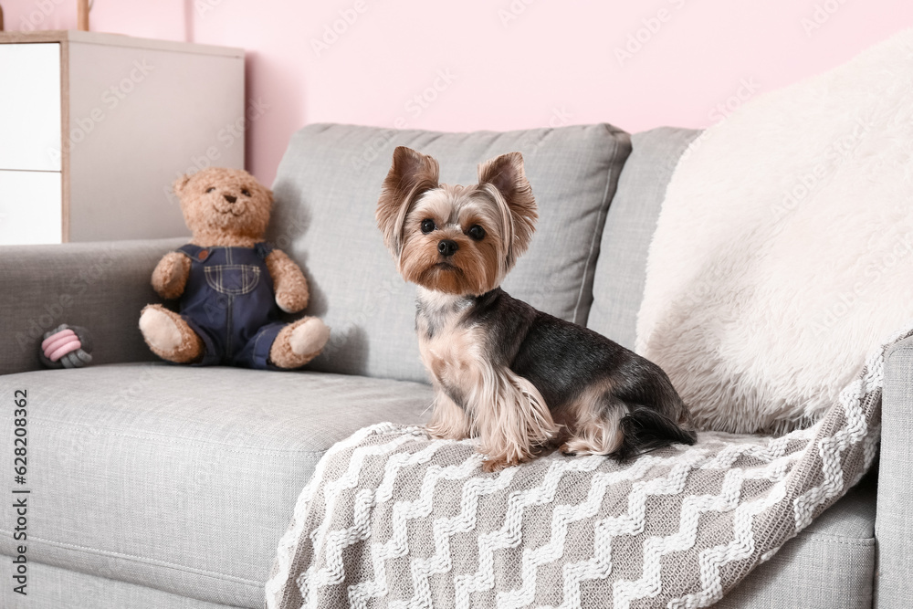 Cute small Yorkshire terrier dog sitting on sofa in room