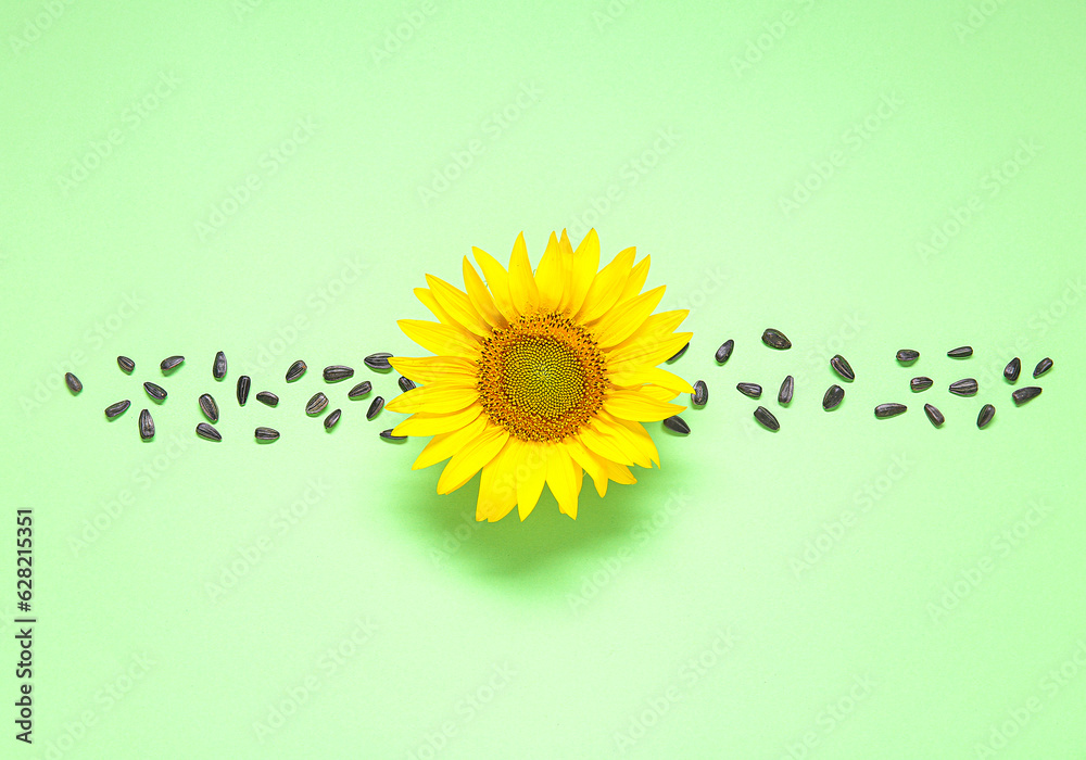 Beautiful sunflower and seeds on green background