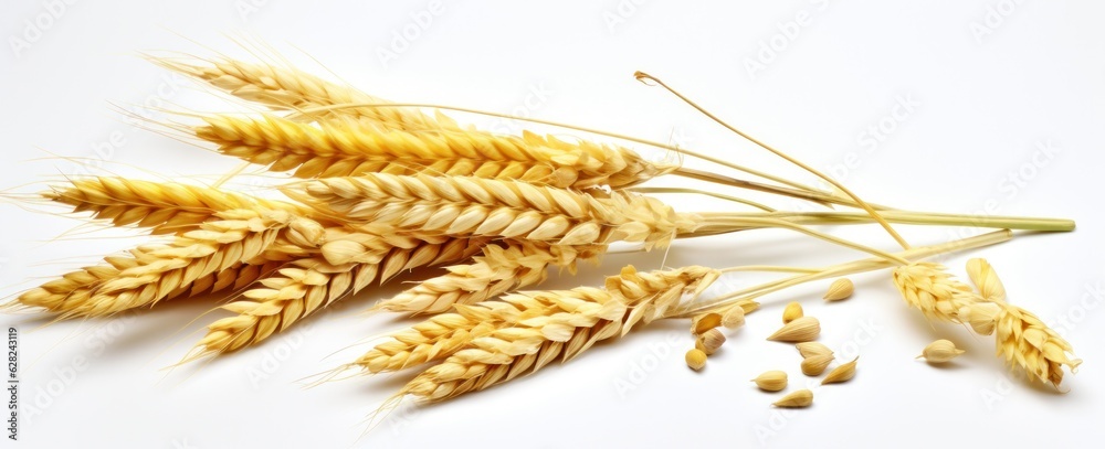 Bunch of ears of wheat isolated