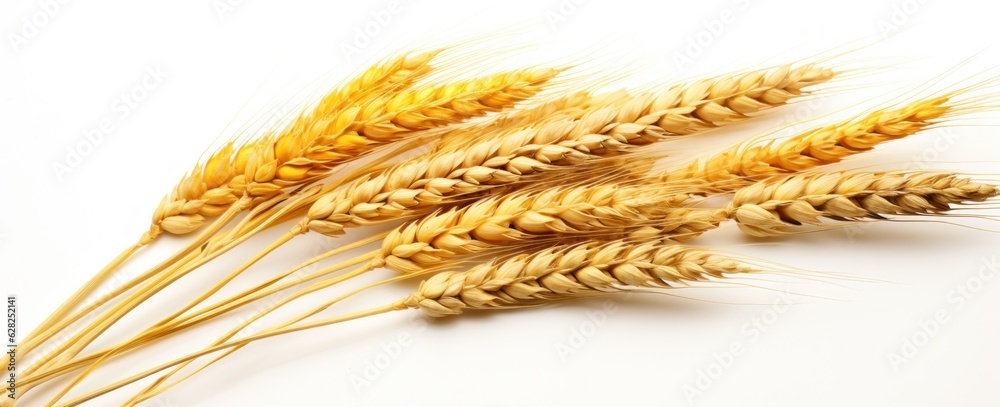 Bunch of ears of wheat isolated