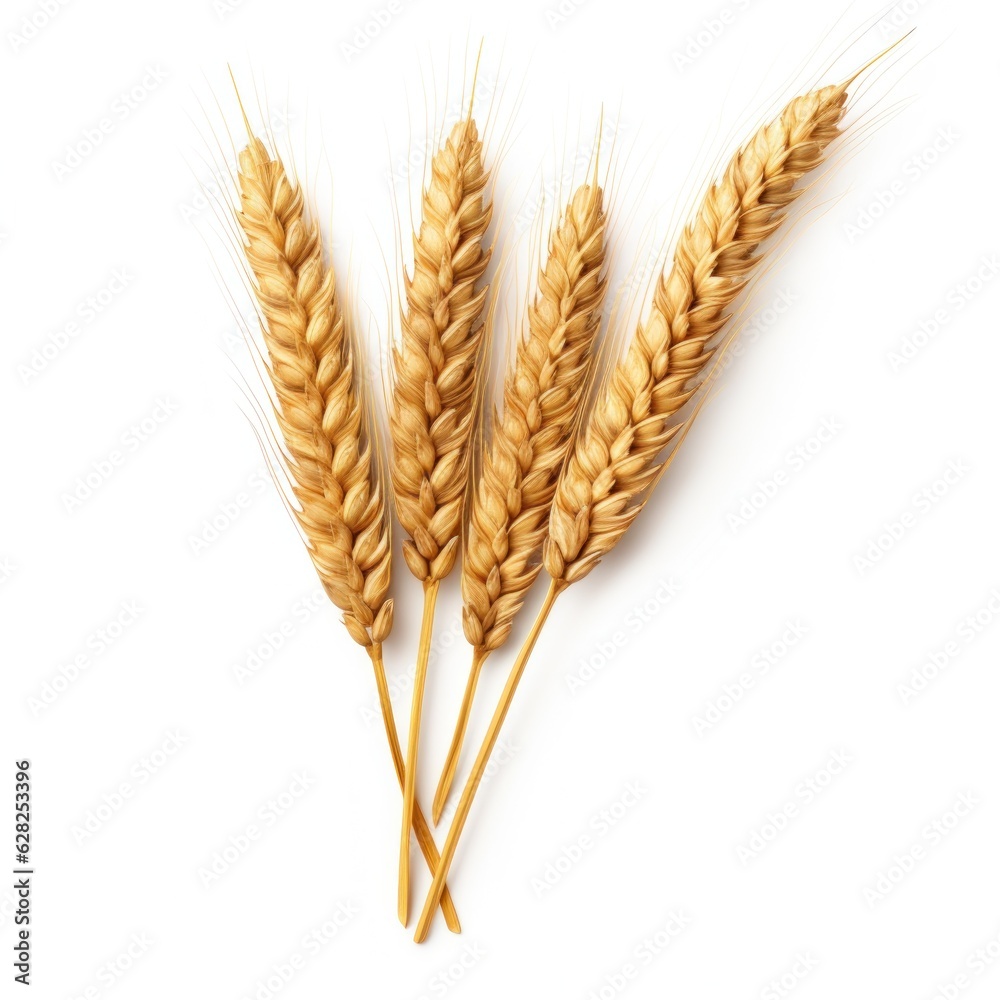 Bunch of ears of wheat isolated