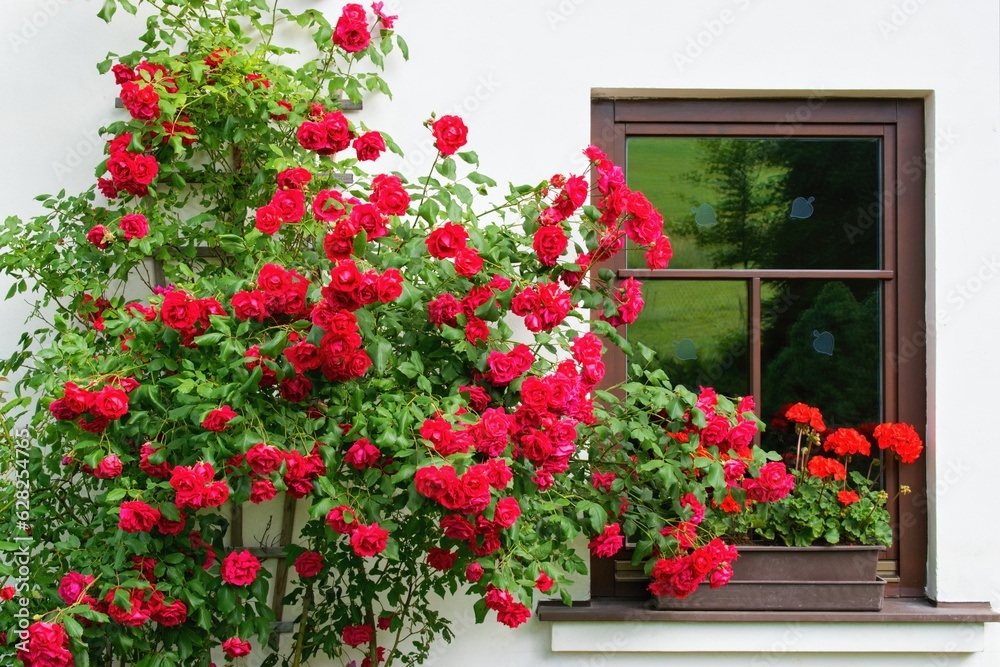 Summer garden scene. House windows with geranium flowers and bloonming roses -  climbers or ramblers