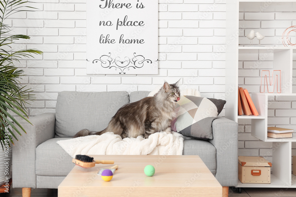 Maine Coon cat on sofa in living room