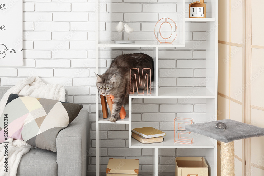 Maine Coon cat on shelf at home