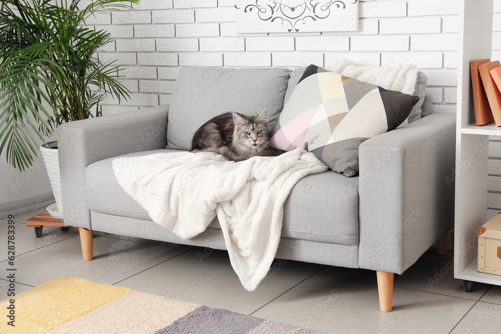 Maine Coon cat on sofa in living room