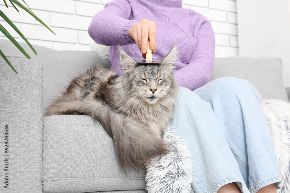 Woman brushing her Maine Coon cat on sofa at home, closeup