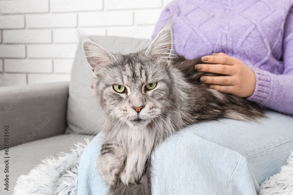 Woman with her Maine Coon cat sitting on sofa at home, closeup