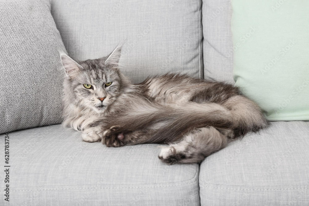 Maine Coon cat on sofa in living room