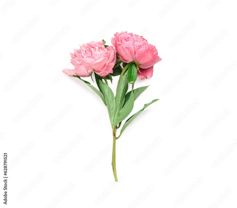 Pink peony flowers isolated on white background