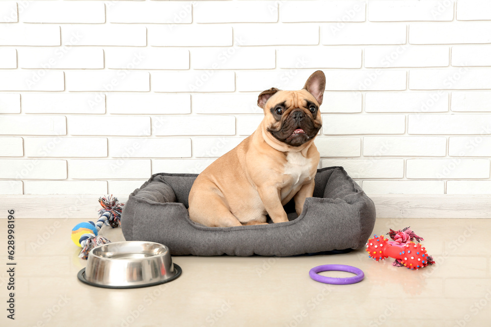 Cute French bulldog in pet bed at home