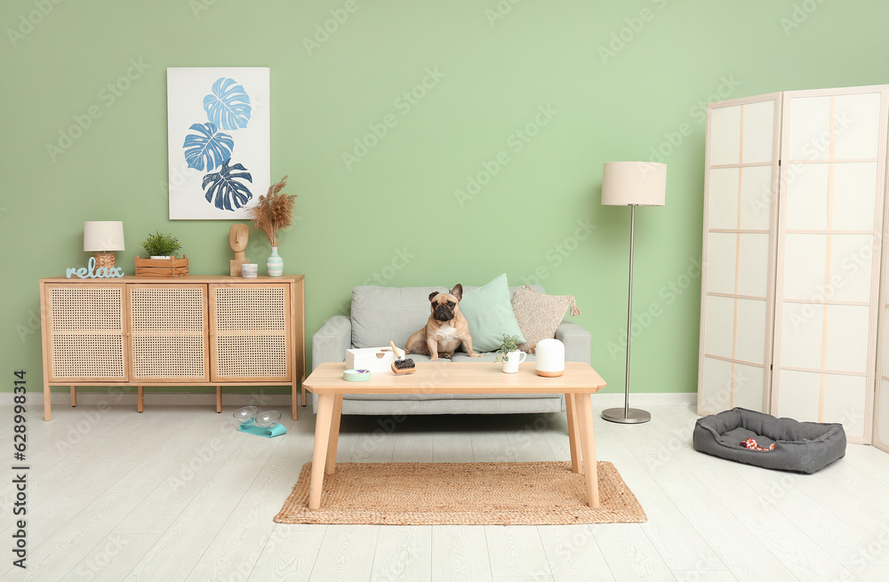 Cute French bulldog on sofa in living room