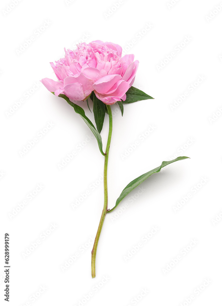 Beautiful pink peony flower isolated on white background