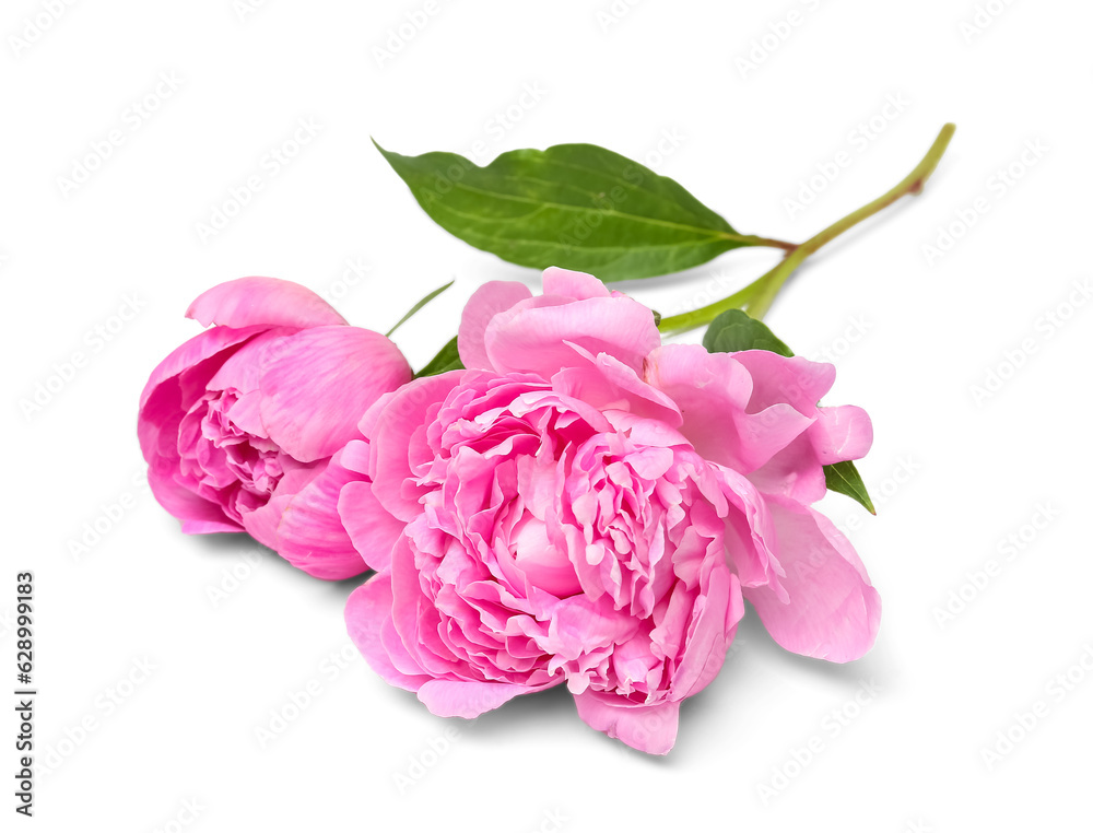 Pink peony flowers isolated on white background