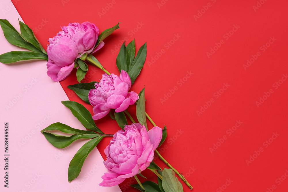 Composition with beautiful peony flowers and leaves on color background