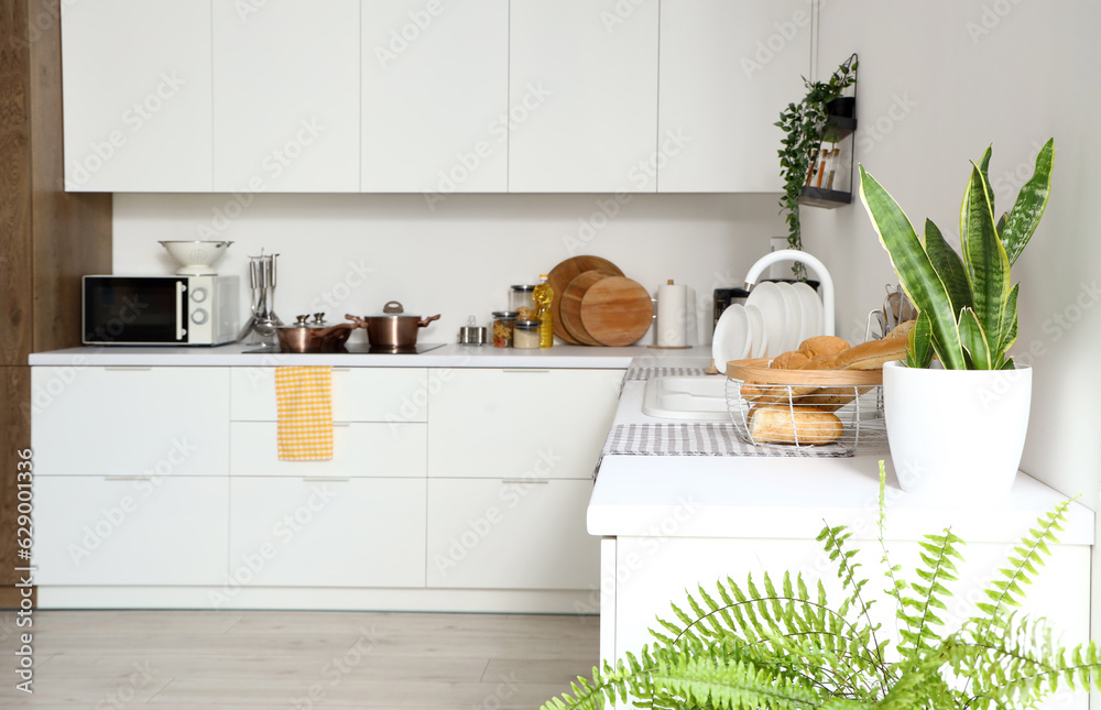 Interior of modern kitchen with white furniture and houseplants