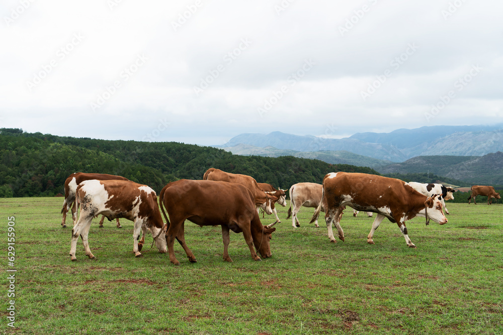 Cows and grassland in Yunnan, China.