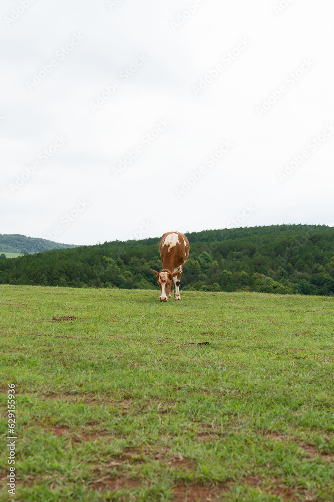 Cows and grassland in Yunnan, China.