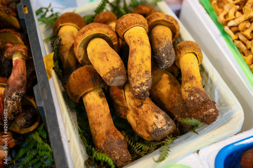 Mushrooms porcini in the farmers market in Yunnan, China.