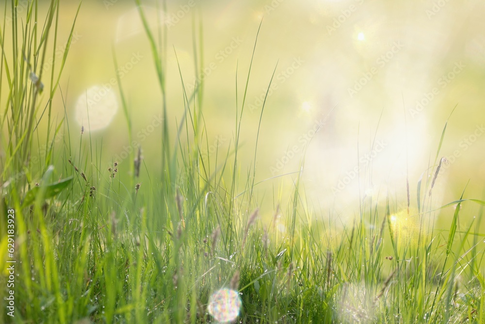 Fresh green grass in the meadow, dew and sunlight.