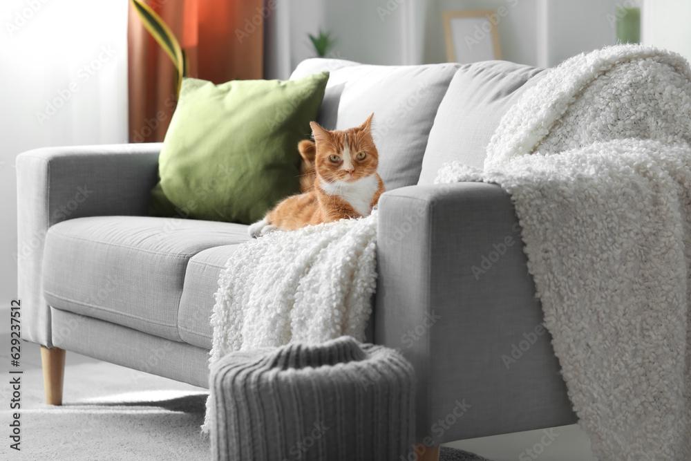 Funny cat lying on grey sofa at home