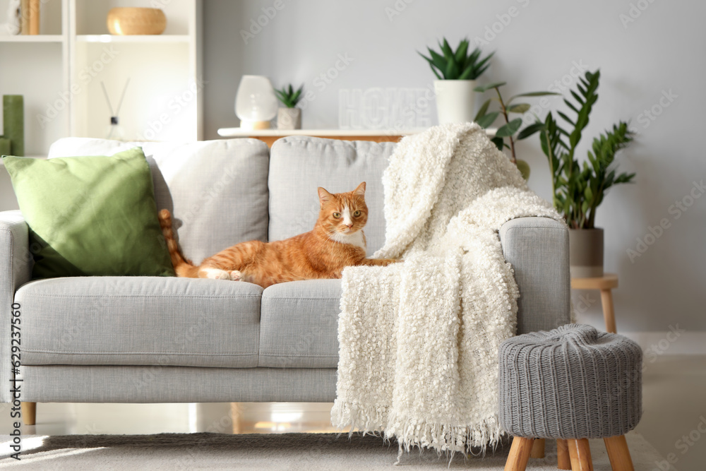 Funny cat lying on grey sofa at home