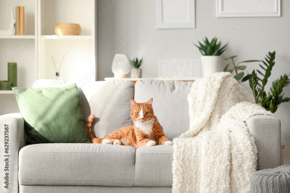 Funny cat lying on grey sofa at home