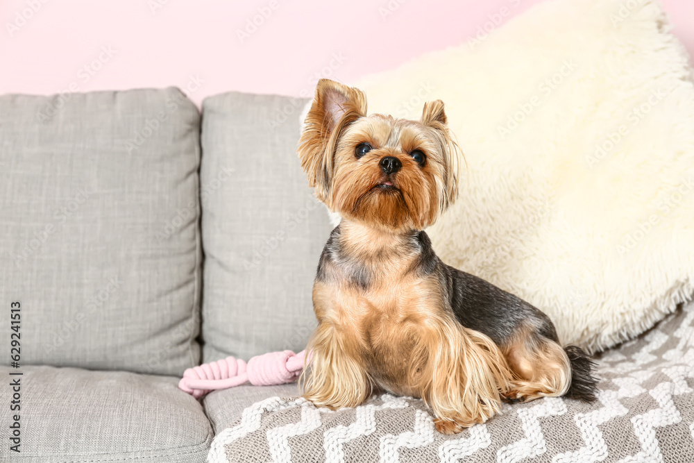 Cute small Yorkshire terrier dog sitting on sofa in living room