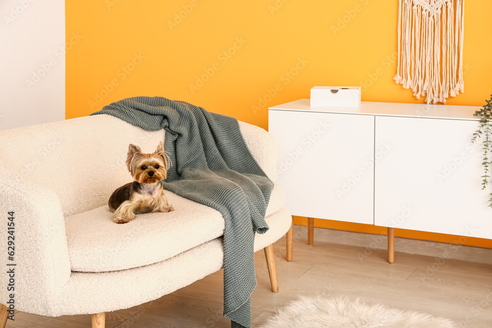 Cute small Yorkshire terrier dog sitting on sofa in living room