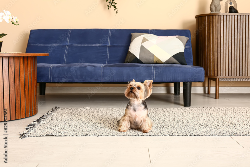 Cute small Yorkshire terrier dog sitting on carpet in living room