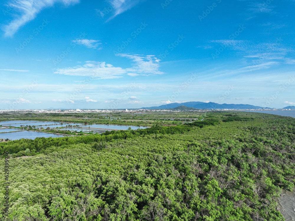 Green mangrove forest capture carbon dioxide. Net zero emissions. Mangroves capture CO2 from atmosph