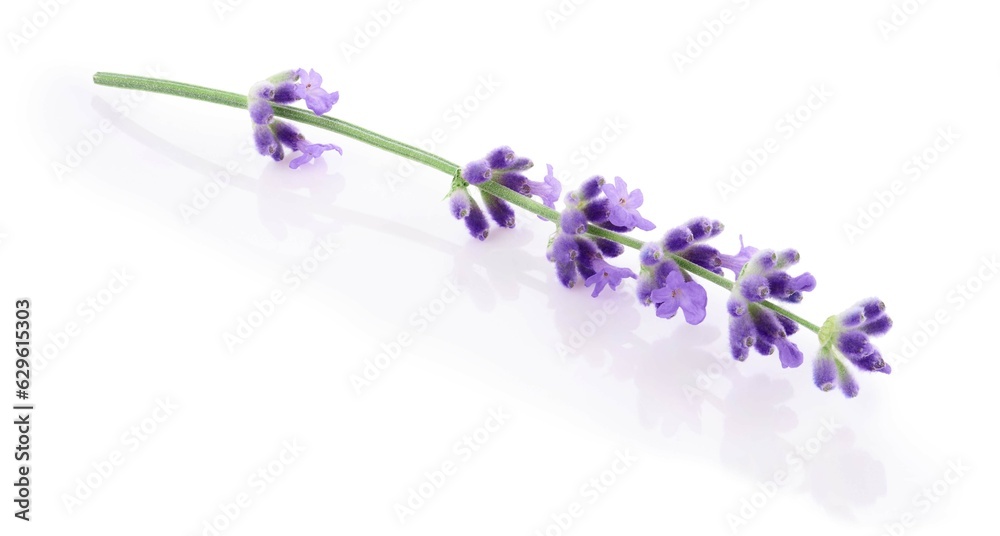 Lavender sprig isolated on white background 