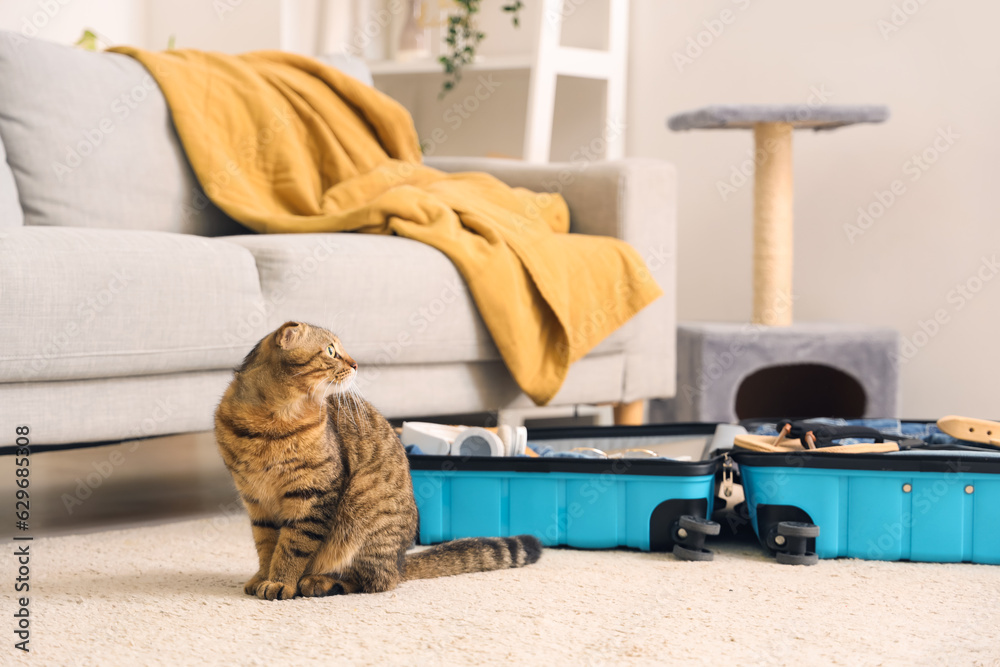 Scottish fold cat with suitcase at home