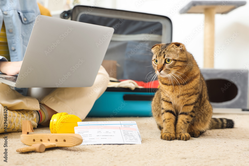 Scottish fold cat with travelling accessories and owner at home