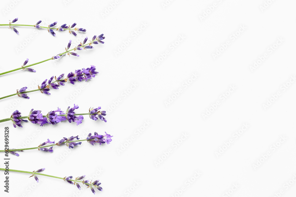 Branches of beautiful lavender flowers on white background, closeup