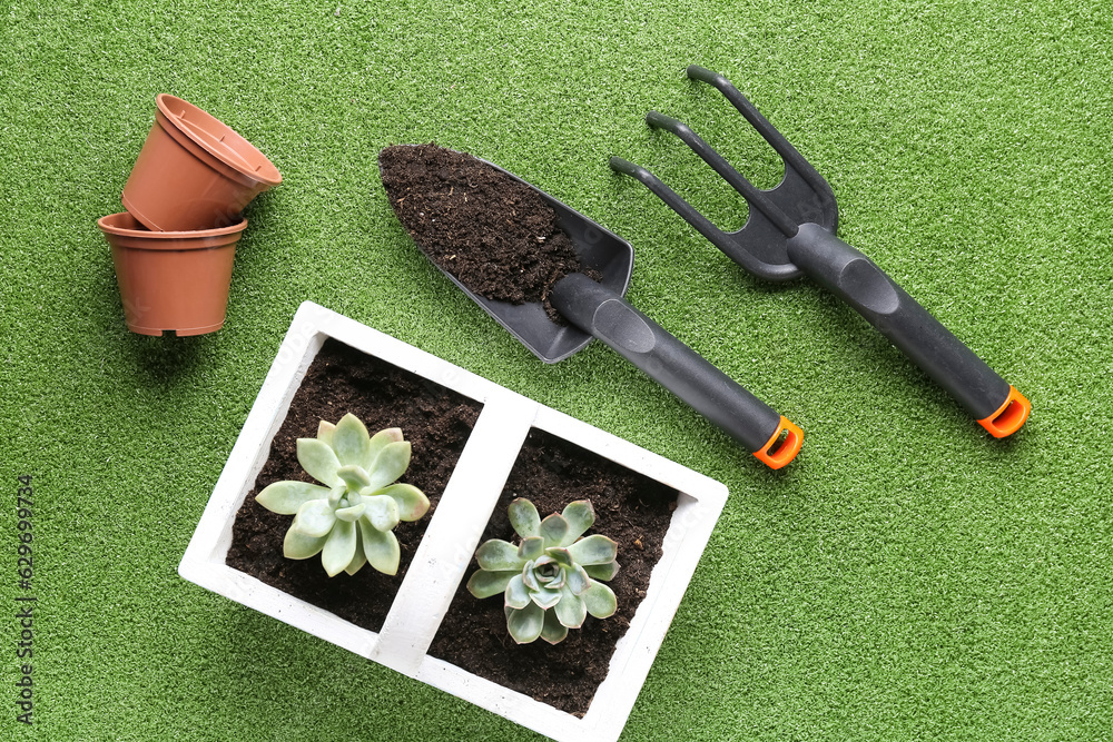 Gardening tools and succulents on color background