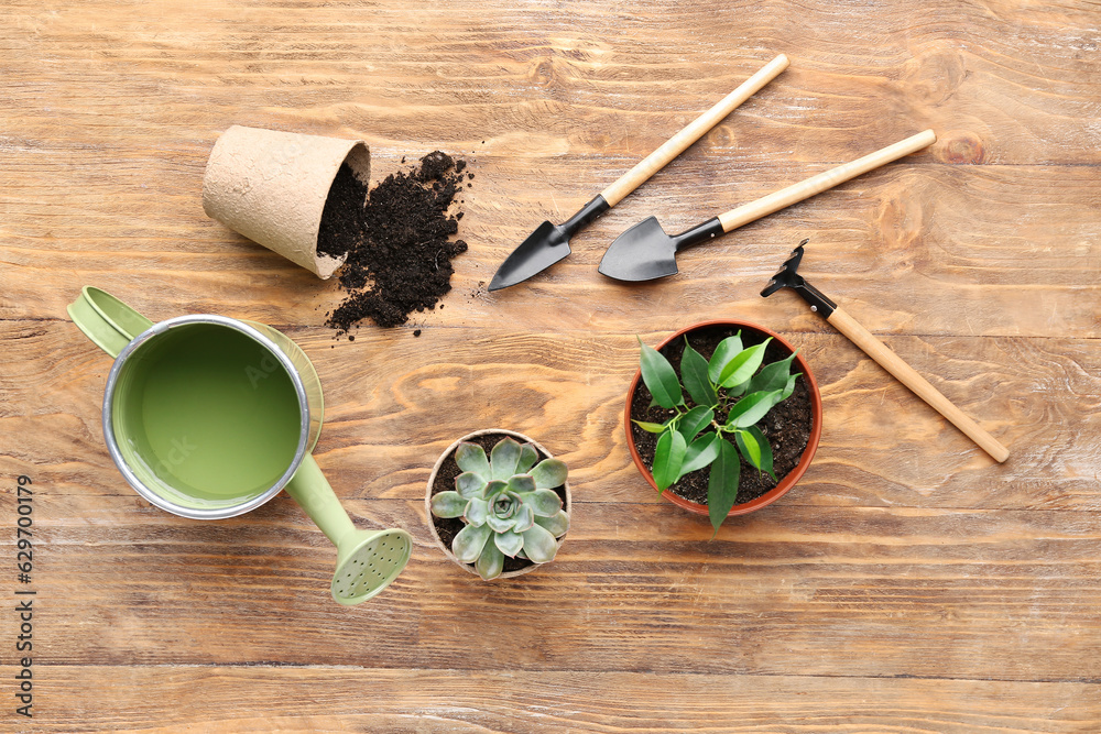 Composition with houseplants, gardening tools and soil on wooden background