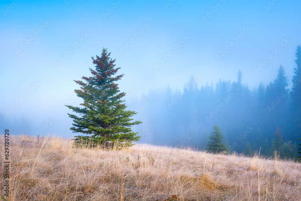 Foggy landscape at dawn. Sunbeams in a valley. Forest in a mountain valley at dawn. Pine trees in th