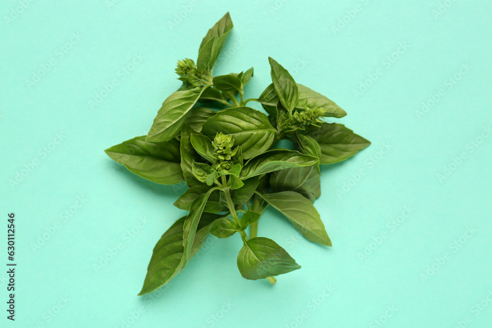 Twigs of fresh basil on color background