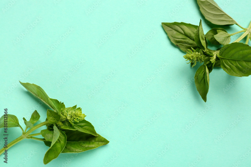 Twigs of fresh basil on color background