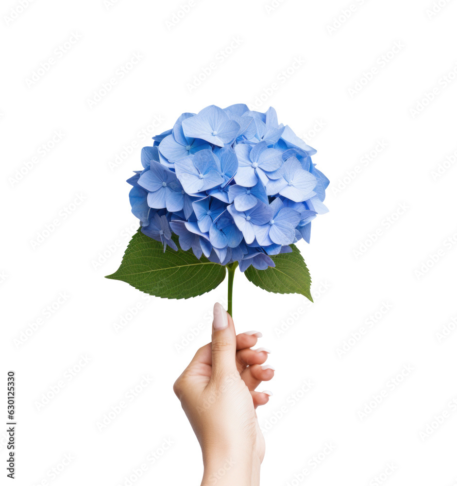 Hand holding a blue hydrangea flower