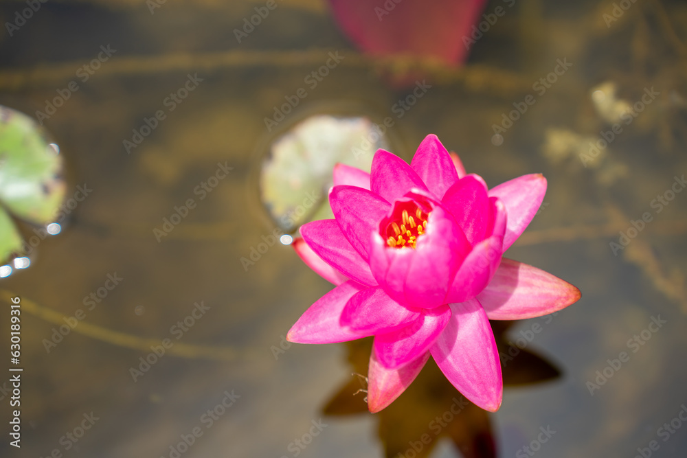 Lovely flowers. commonly called water lily or water lily among green leaves and blue water. beautifu