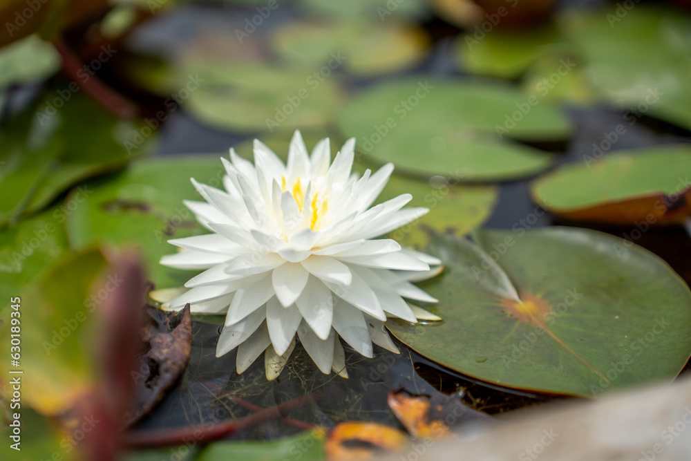 Lovely flowers. commonly called water lily or water lily among green leaves and blue water. beautifu