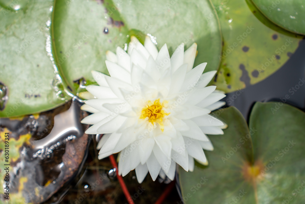 Lovely flowers. commonly called water lily or water lily among green leaves and blue water. beautifu