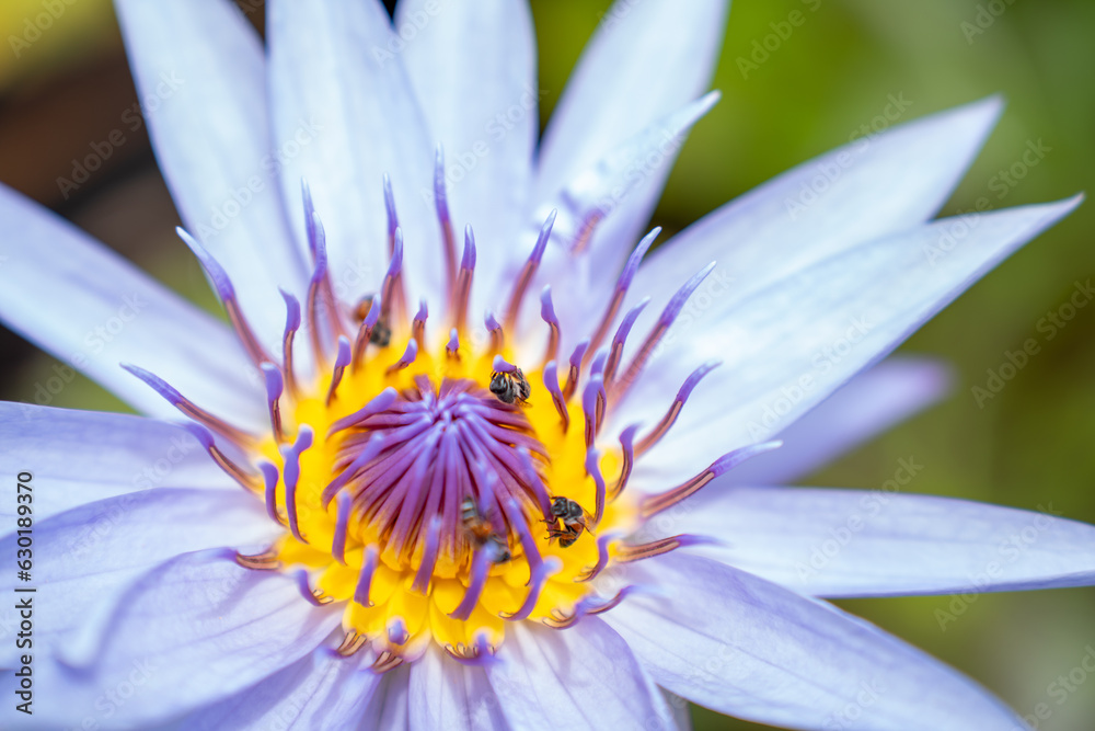 Lovely flowers. commonly called water lily or water lily among green leaves and blue water. beautifu