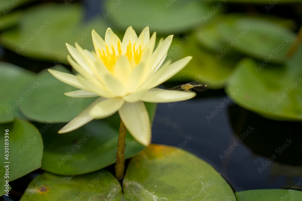 Lovely flowers. commonly called water lily or water lily among green leaves and blue water. beautifu