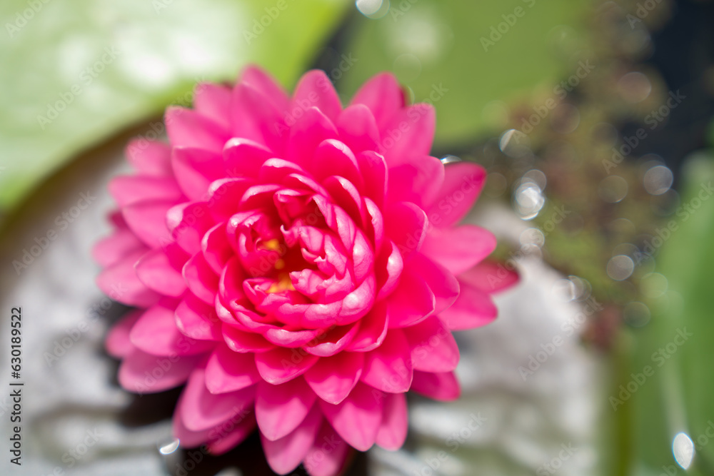 Lovely flowers. commonly called water lily or water lily among green leaves and blue water. beautifu