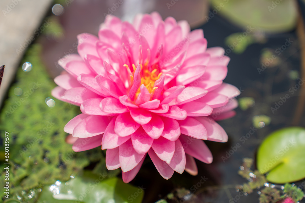 Lovely flowers. commonly called water lily or water lily among green leaves and blue water. beautifu