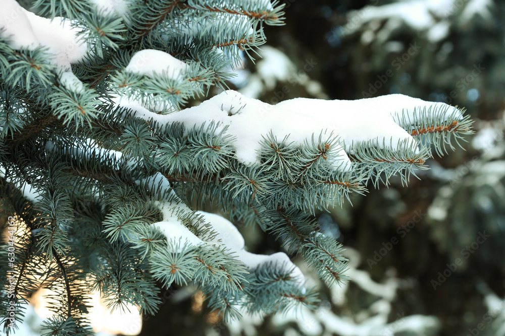 Blue spruce branches covered with snow on winter day, closeup