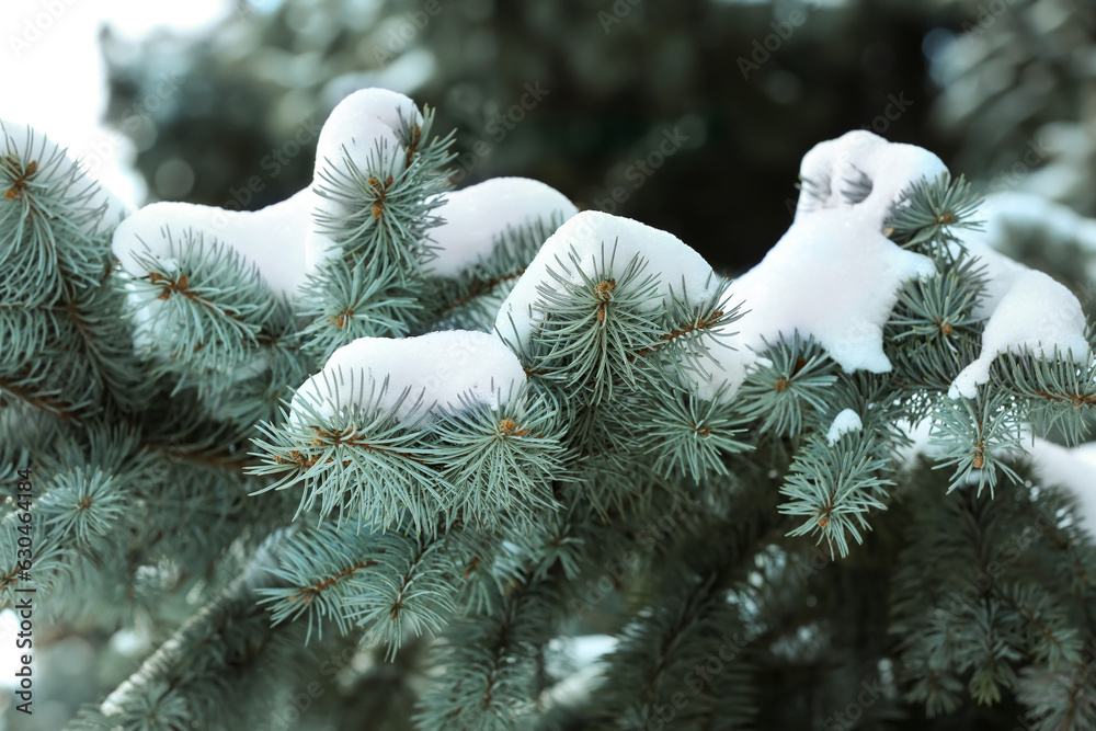 Blue spruce branches covered with snow on winter day, closeup