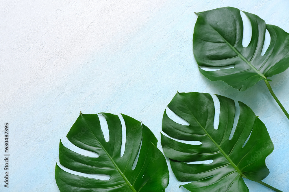 Tropical monstera leaves on light blue background